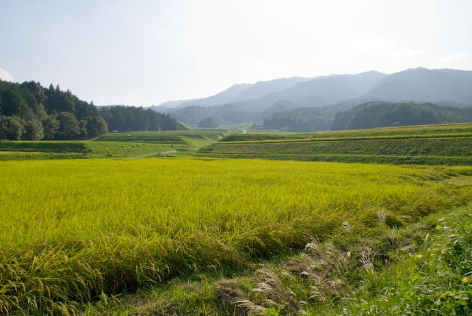 Rice paddies