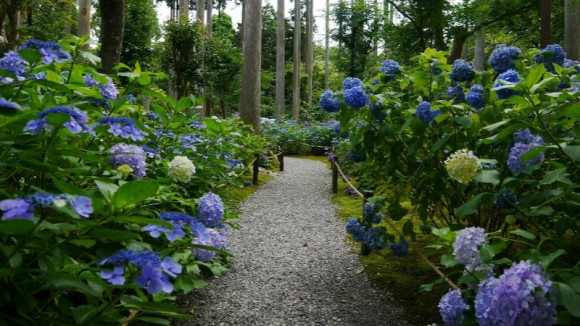 hydrangeas_mini1-580x326